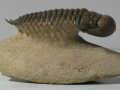 Crotalocephalus_9x10