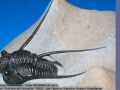 Cyphaspis-eberhardiei-sp