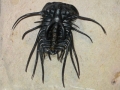 Dicranerus