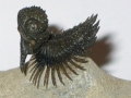 Lobopyge