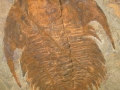 Paradoxides